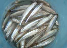 �V�n�������ł�