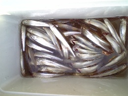 �R���X�^���g�ɒނ�܂���