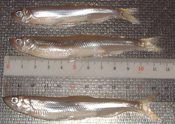 fig.01 �T�R�΂̃��J�T�M�i�S���P�O�O�`�P�Q�O�����j