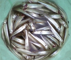 �U�����ق����ނ�܂�