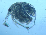 fig.01 �]�E�~�W���R