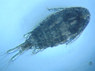 fig.02 �P���~�W���R�i���X�j