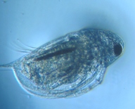 fig.03 �n���i�K�~�W���R�i�ۓ��j