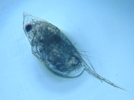 fig.04 �n���i�K�~�W���R�i�듪�j