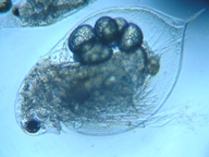 fig.05 �~�W���R