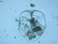 fig.06 �t�N�������V