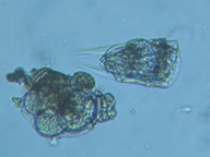 fig.07 �e�}�������V���n�l�E�f�����V