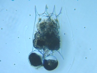 fig.08 �c�{�����V��