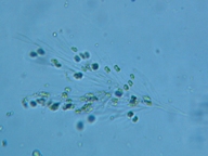 fig.09 �T���c�i�M��