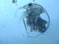 fig.01 �]�E�~�W���R