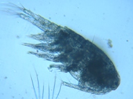 fig.02 �P���~�W���R�i���X�j