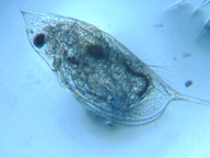 fig.04 �n���i�K�~�W���R�i�듪�j