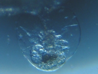 fig.05 �t�N�������V