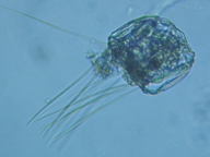 fig.07 �n�l�E�f�����V