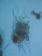 fig.08 �c�{�����V��