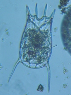 fig.09 �c�{�����V��