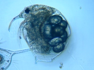 fig.01 �]�E�~�W���R