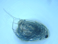 fig.03 �n���i�K�~�W���R�i�ۓ��j