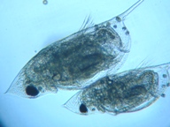 fig.04 �n���i�K�~�W���R�i�듪�j