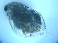 fig.05 �~�W���R