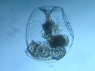 fig.06 �t�N�������V