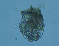 fig.07 �t�N�������V��