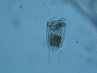 fig.09 �n�l�E�f�����V