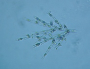 fig.10 �T���c�i�M��