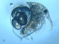 fig.01 �]�E�~�W���R