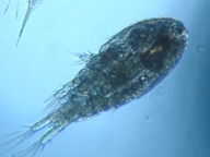 fig.02 �P���~�W���R�i���X�j