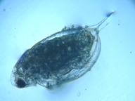 fig.03 �n���i�K�~�W���R�i�ۓ��j