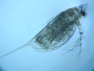 fig.04 �n���i�K�~�W���R�i�듪�j