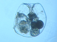 fig.05 �t�N�������V