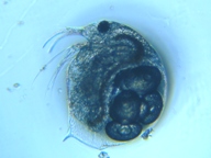 fig.01 �]�E�~�W���R