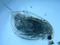 fig.03 �n���i�K�~�W���R�i�ۓ��j