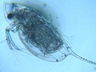 fig.04 �n���i�K�~�W���R�i�듪�j