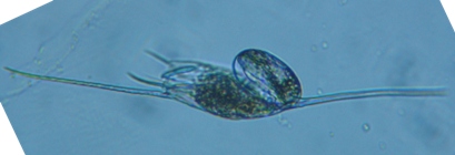 fig.07 �g�Q�i�K�����V