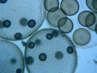 fig.01 �{���{�b�N�X��