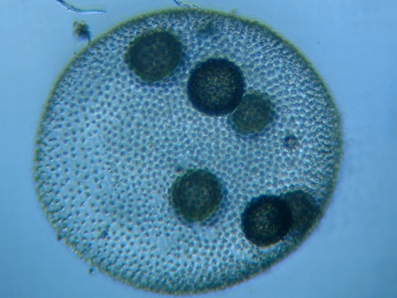 fig.02 �{���{�b�N�X��