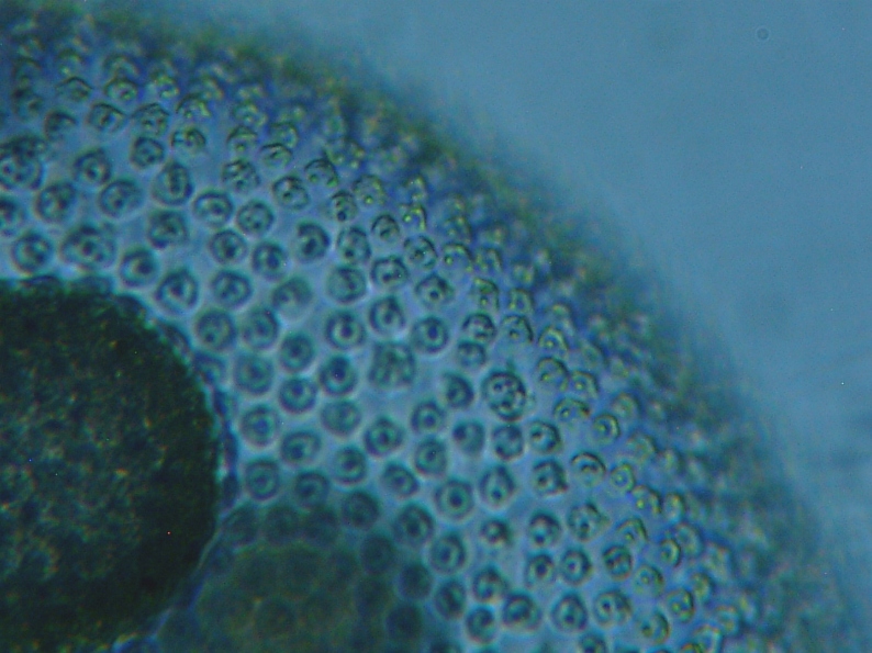 fig.03 �{���{�b�N�X��