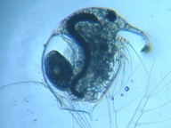 fig.01 �]�E�~�W���R