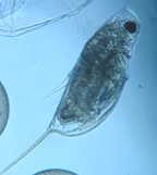 fig.03 �n���i�K�~�W���R