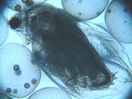 fig.04 �~�W���R