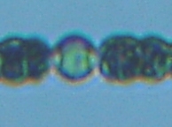 fig.09 �A�i�x�i