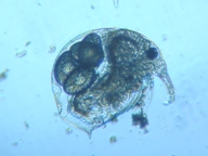 fig.01 �]�E�~�W���R