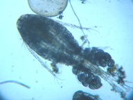 fig.02 �P���~�W���R�i���X�j