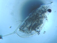 fig.03 �n���i�K�~�W���R�i�듪�j