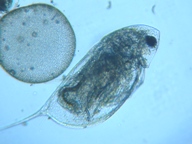 fig.04 �n���i�K�~�W���R�i�ۓ��j