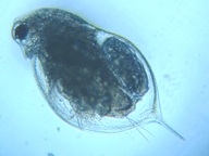 fig.05 �~�W���R