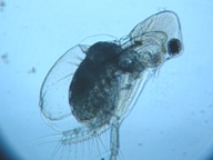 fig.07 �I�i�K�~�W���R